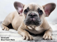 Frenchie Bulldog Puppies CKC REGISTERED
