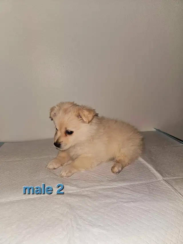 Adorable Pomeranian Mix Puppies for Sale in Dogs & Puppies for Rehoming in City of Toronto - Image 2