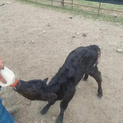 Black bottle calf for sale 1 week old Steer , had all shots $800. Tx 250 401 3329