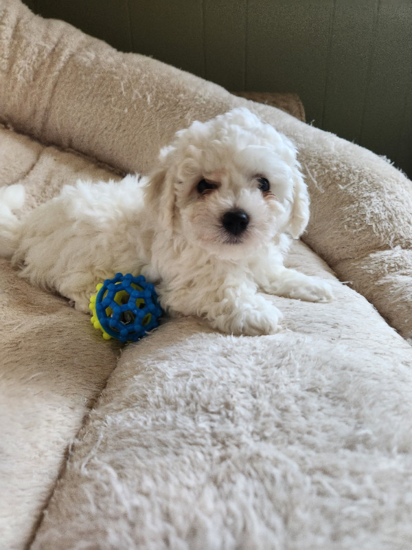 READY TO GO!Ckc reg. Bichon frise puppies in Dogs & Puppies for Rehoming in Saskatoon - Image 3