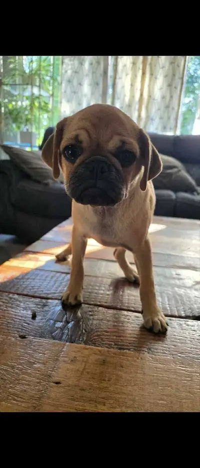 Female pug Pup . She Has her first shots . Healthy and smart