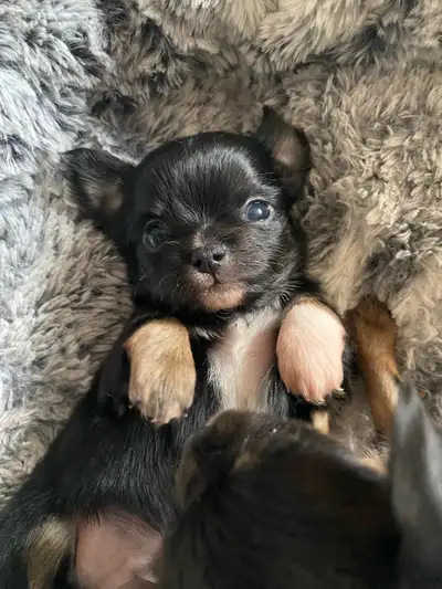 Tiny Purebred Applehead Long Hair Chihuahua Puppies, View more