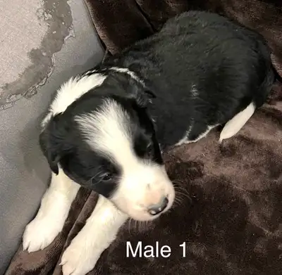 Purebred Border Collie Puppies, View more