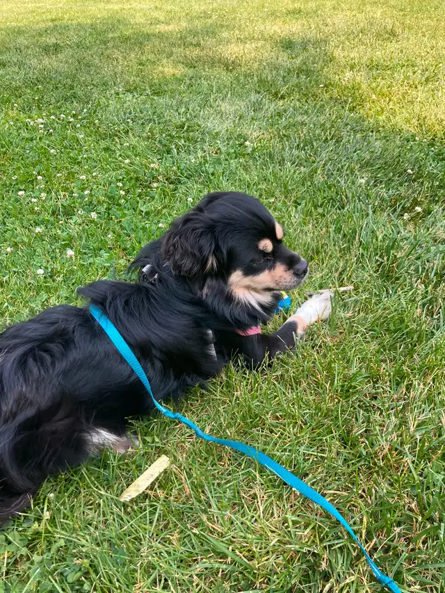 Weekly Dog Poop Cleanup - Pet Waste Removal in Prescott Area in Animal & Pet Services in Brockville - Image 2