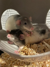 2 male Dumbo rats (pending pickup)