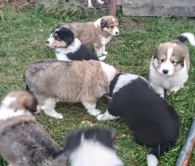 Beautiful male pups mix.  Healthy and well socialized, View more