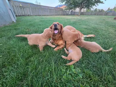 CKC Registered Golden Retriever Puppies - 7 Weeks Old, View more