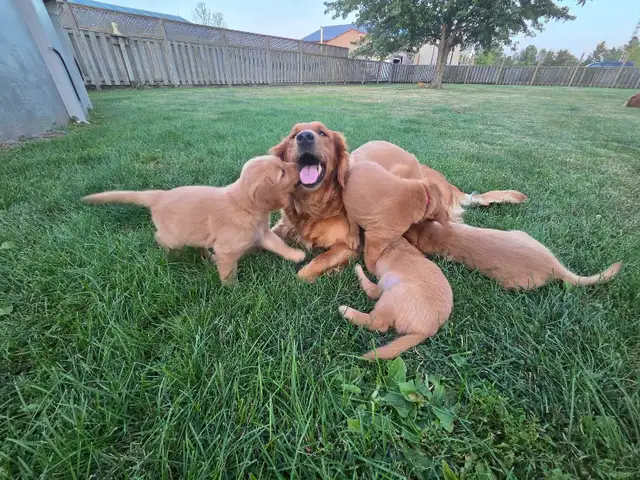 CKC Registered Golden Retriever Puppies - 7 Weeks Old