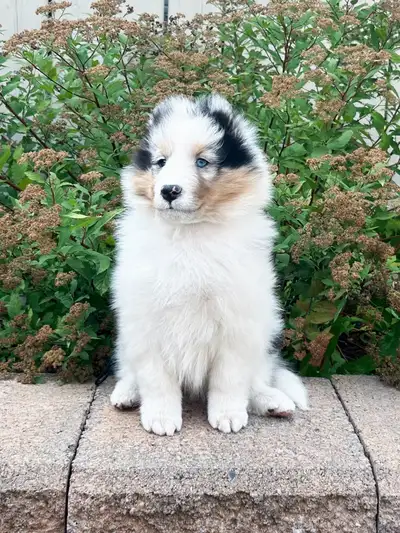 CKC Sheltie (Shetland Sheepdog), View more