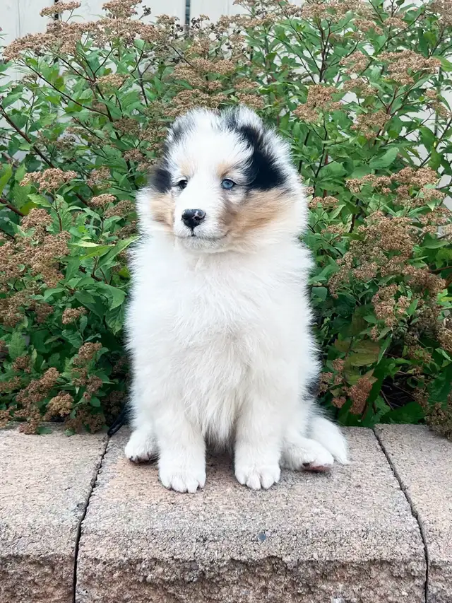 CKC Sheltie (Shetland Sheepdog) in Dogs & Puppies for Rehoming in St. Albert - Image 2