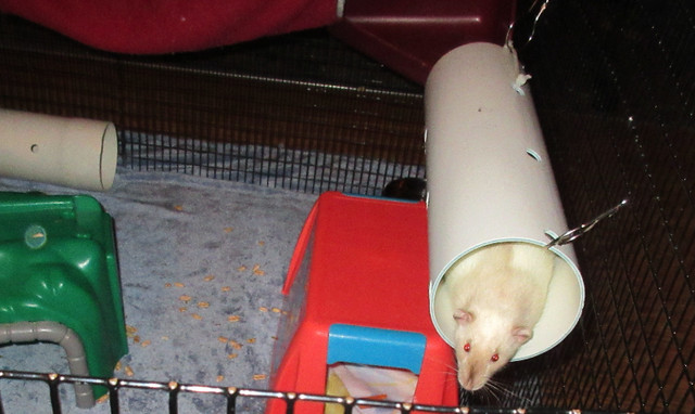 Play Tubes for small pets (hamsters, rats, ferrets etc) in Accessories in Fredericton - Image 3