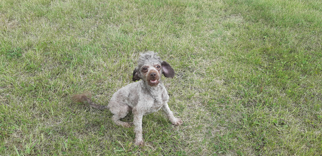 Miniature Poodle Males! in Dogs & Puppies for Rehoming in Edmonton - Image 2