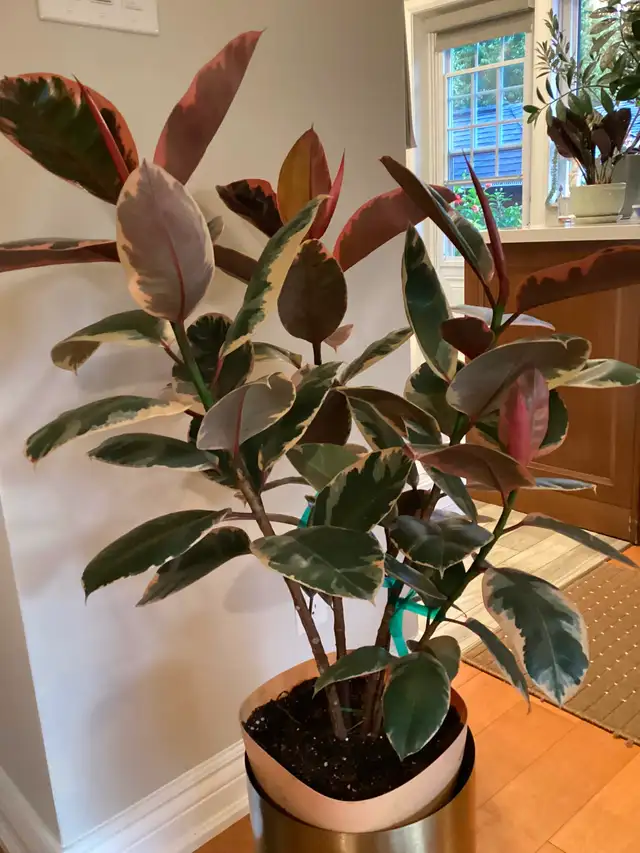 House Plants595974660010158081