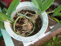 African bulb - Velthemia bracteata