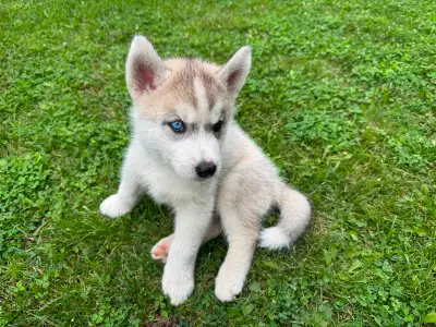 Chiots Husky Sibérien CKC | Purebred Siberian Husky Puppies, View more