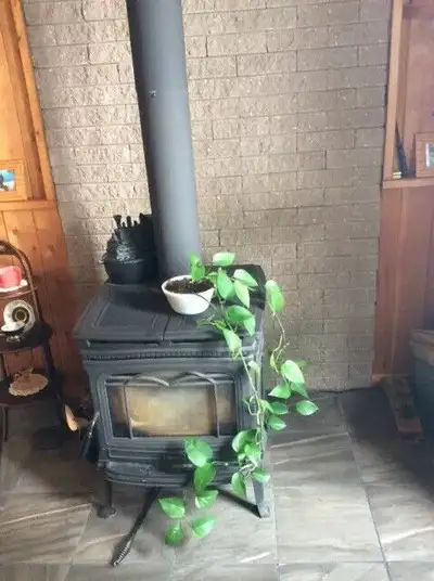 Devils Ivy, View more