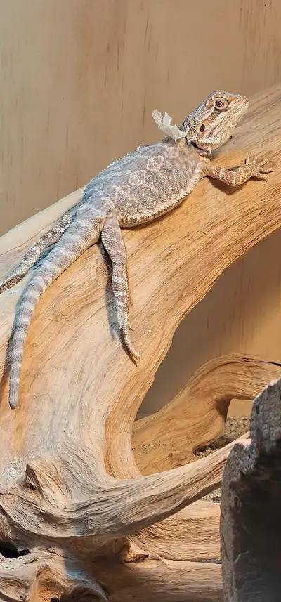 I have 2 bearded dragons looking for new homes. Together or seperate. They do not come with their en...