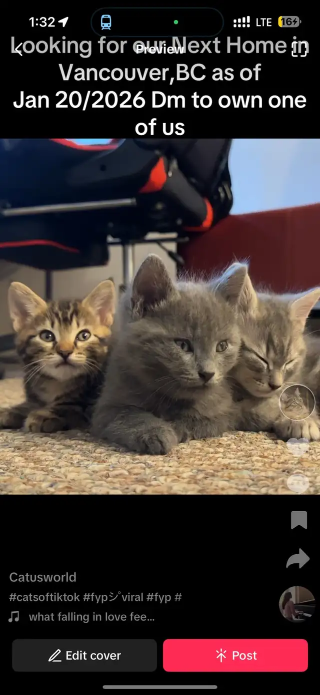 Kittens Russian x siberian Crossbreed mid  Hair Grey Kittens 2