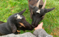 Mother daughter Nigerian goats in milk