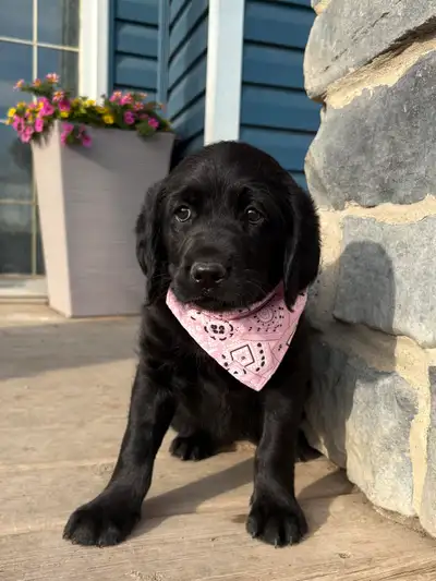 Labradoodle Puppies❤️! Ready to Go!, View more