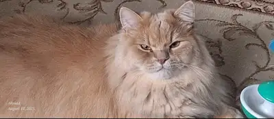 2 Cats  Main Coon & Siamese, View more