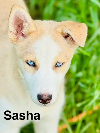 AUSKY PUPPY!!!, View more