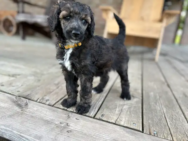 CKC Standard Poodle Puppies in Dogs & Puppies for Rehoming in Ottawa - Image 2