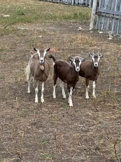 Toggenburg Does for sale, View more