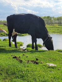 Family milk cow