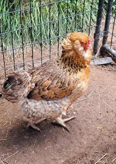 8 hens 1 rooster. They are 1.5 years old and lay a variety of egg colors. $100 for the group pick up...