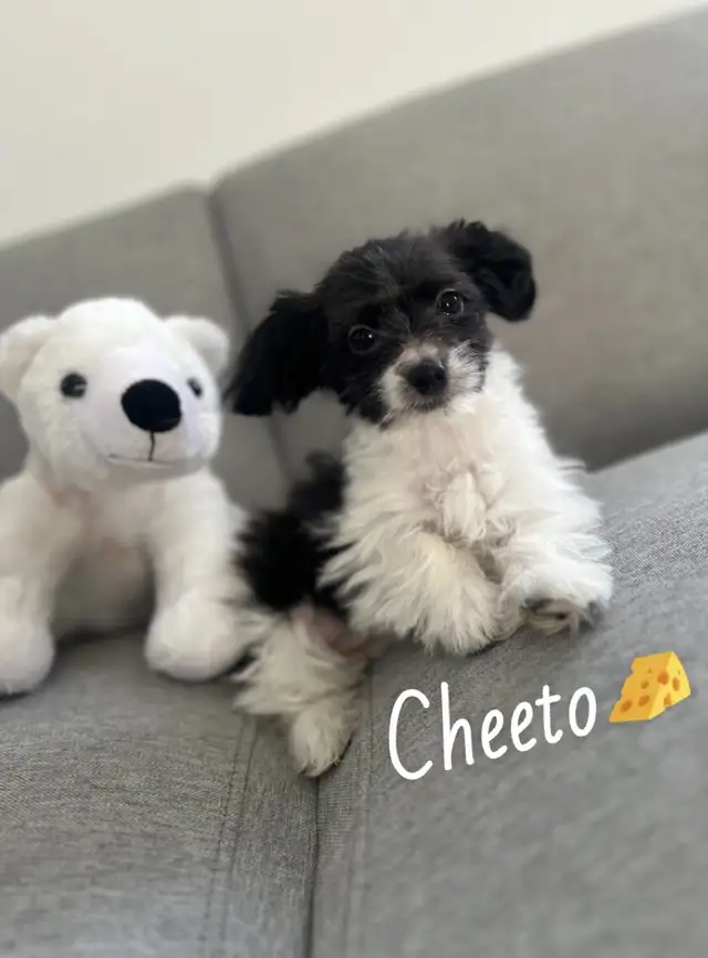 ❤️ Tiny Teddy Bears ❤️ in Dogs & Puppies for Rehoming in Edmonton - Image 7