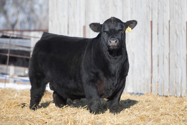 Blue Collar Bull Sale in Livestock in Regina - Image 4