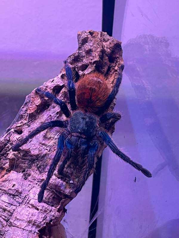 Arachnids for sale - Edmonton (updated!) in Other Pets for Rehoming in Edmonton - Image 2