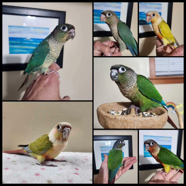 Hand-Tame Green Cheek Conure Babies in Birds for Rehoming in Saskatoon
