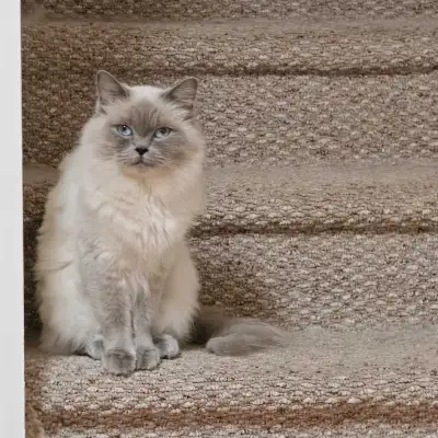 Ragdoll Kitty, View more