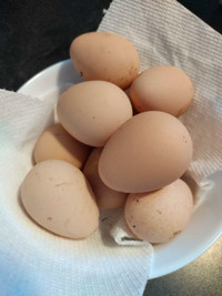 Guinea Fowl Hatching Eggs 