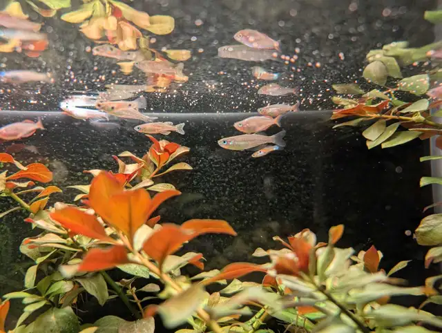 Ludwigia Ovalis in Fish for Rehoming in Kitchener / Waterloo - Image 6
