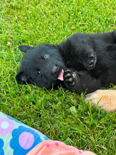 German Shepherd and black lab, View more