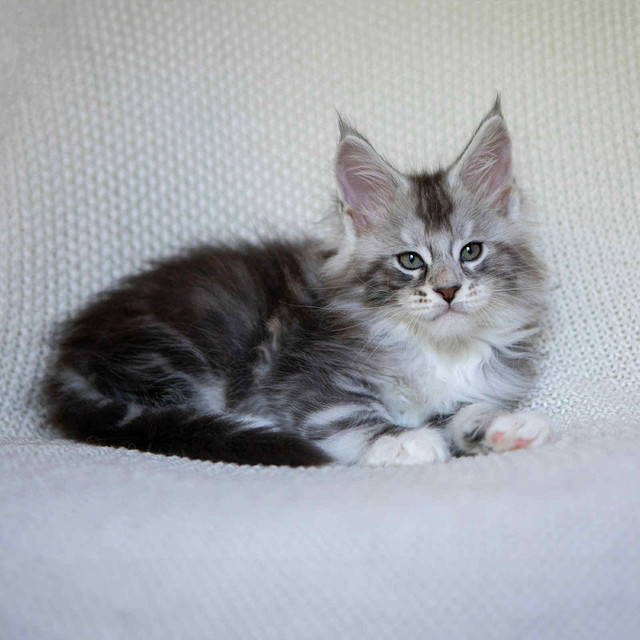 Silver main coon kitten, boy in Cats & Kittens for Rehoming in Moncton - Image 3