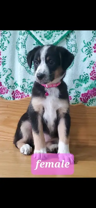 Aussie x border collie pups ready for homes!, View more