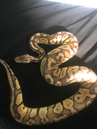 Mojave ball python