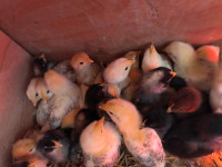 Baby egg laying hens for sale