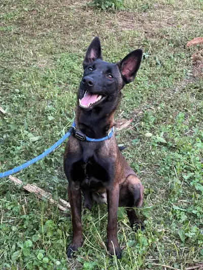 Belgian Malinois (Moroccan × Belgian Bloodlines), View more