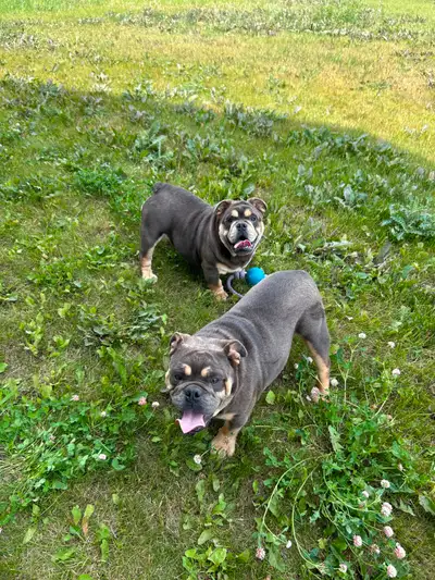 English Bantam Bulldogs, View more