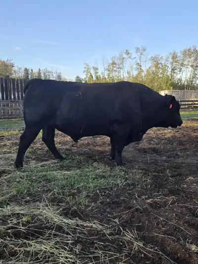 Super Black Baldie, View more