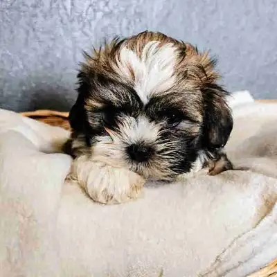 Shihtzu Pups READY FOR HOMES!!!, View more