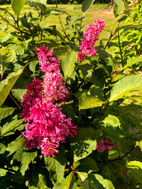 Lilas - syringa arbuste vivace ornemental fleur