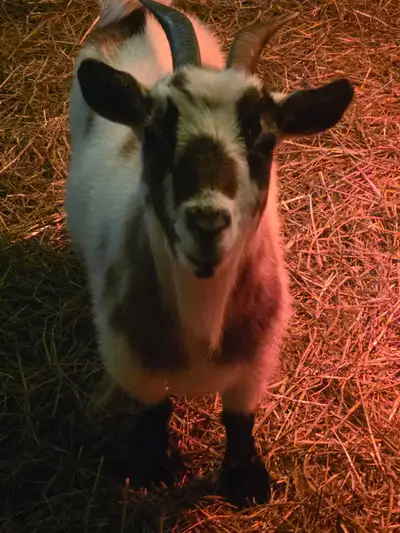 Pygmy  goat, View more