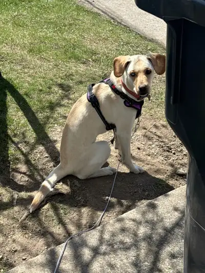 labrador husky femelle à vendre à bonne famille ❤️, View more