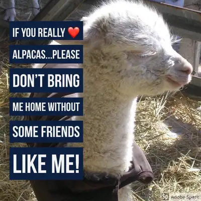 Before buying alpacas please read., View more